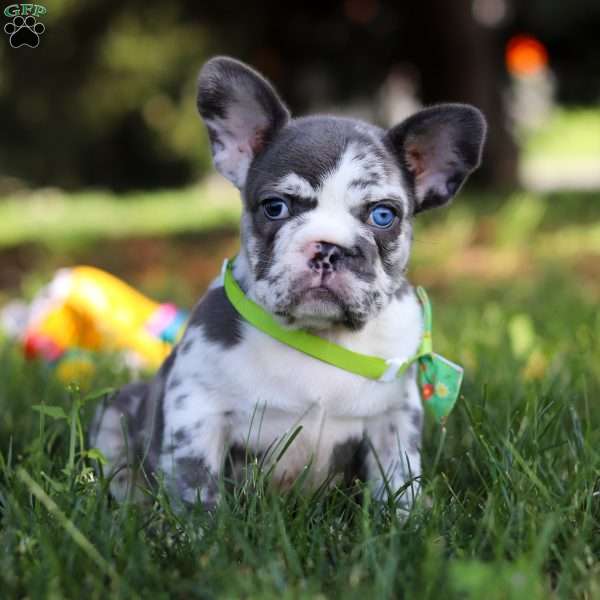 Patrick, French Bulldog Puppy